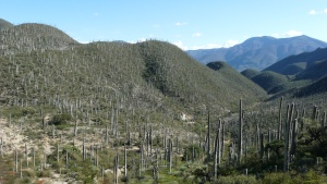 Kakteenwüste Tehuacán